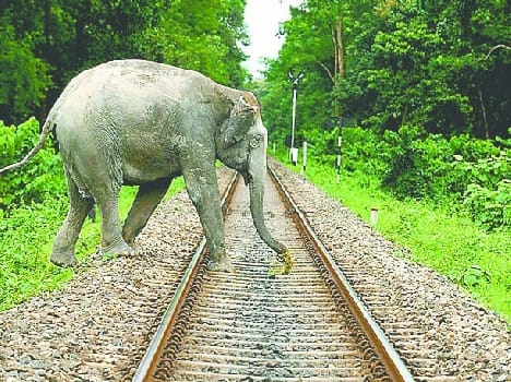 female elephant is unwell